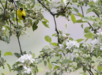 Goldfinch 5807